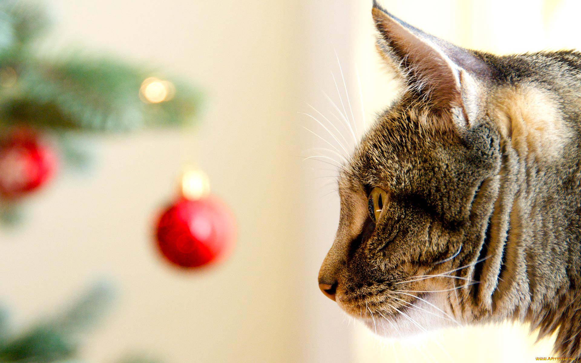 , , cat